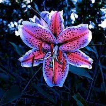 Fresh Lily Flower